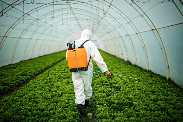 Best Local Pest Control Services  in Galveston, TX