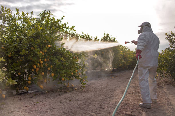 Best Emergency Pest Control  in Galveston, TX
