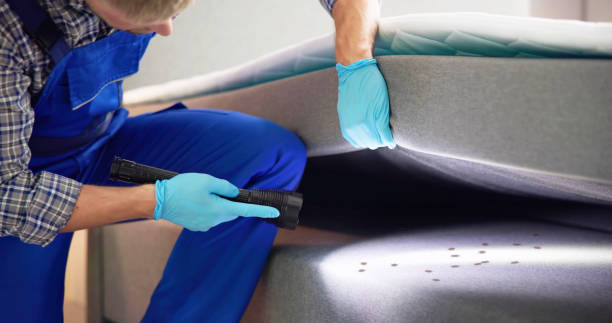 Best Termite Control Services  in Galveston, TX