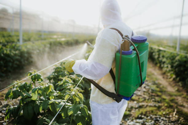 Wasp Removal Services in Galveston, TX